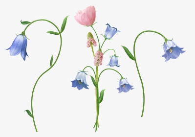 Transparent Bellflower, Tree, Branch, Nature - Blue Lily Flower Png, Png Download, Transparent PNG