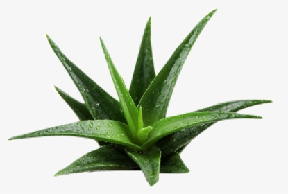 Aloe Background Removed - Aloe Vera Plant Png, Transparent Png, Transparent PNG
