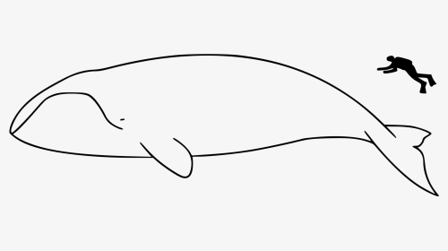 Bowhead Whale And Human, HD Png Download, Transparent PNG