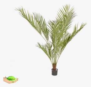 Artificial Areca Palm Daisy, HD Png Download, Transparent PNG