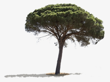 Pinus Pinea Png, Transparent Png, Transparent PNG