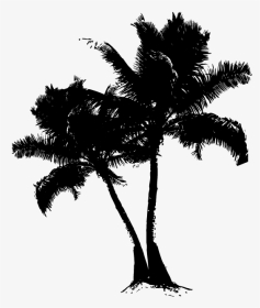 Asian Palmyra Palm Date Palm Silhouette Branching Borassus - Borassus Flabellifer, HD Png Download, Transparent PNG