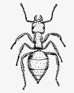 Black Garden Ant Insect Drawing Line Art Cc0 - Insect Black And White, HD Png Download, Transparent PNG