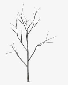 Branch, Tree, Hq Photo - Line Art, HD Png Download, Transparent PNG