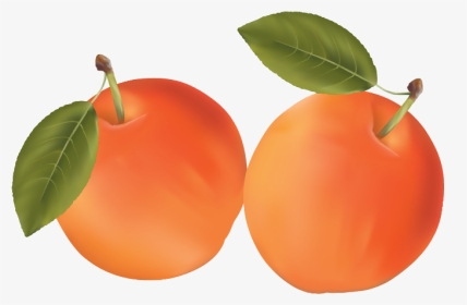 Фрукты Клипарт Вектор, HD Png Download, Transparent PNG