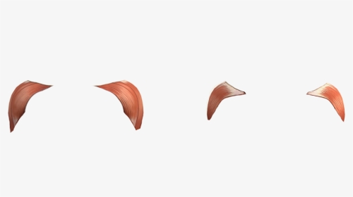 Schultermuskulatur - Flock, HD Png Download, Transparent PNG