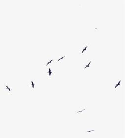 Bird Migration Flock Beak Wing - Flock, HD Png Download, Transparent PNG