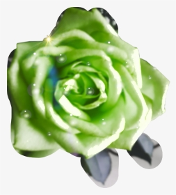 #green #roses #waterdrops #aftertherain - Garden Roses, HD Png Download, Transparent PNG