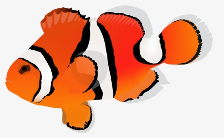 Orange Clownfish - Clownfish, HD Png Download, Transparent PNG