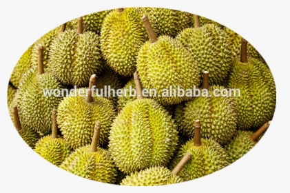 Durian, HD Png Download, Transparent PNG