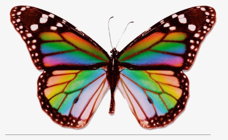 #butterfly #rainbow #aesthetic #trippy #edit #psychedelic - Real Rainbow Butterfly, HD Png Download, Transparent PNG