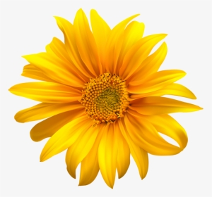 Sunflower Drawing Colored Pencil, HD Png Download, Transparent PNG