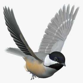 Bird Control Spike Columbidae Domestic Pigeon Kuruca - Chickadee Bird Gif Transparent, HD Png Download, Transparent PNG