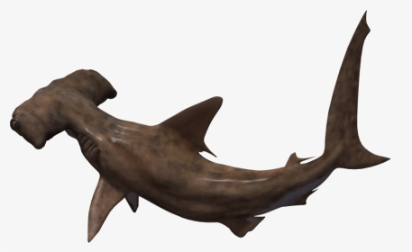 Hammerhead Shark No Background , Png Download - Bronze Hammerhead Shark, Transparent Png, Transparent PNG