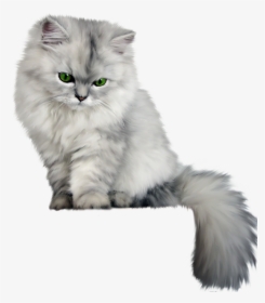 Fluffy Cat Transparent Background, HD Png Download, Transparent PNG