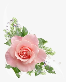 Rosa - Transparent Png Pink Roses Transparent Background, Png Download, Transparent PNG