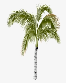 Arecaceae Areca Palm Tree - Palm Tree, HD Png Download, Transparent PNG