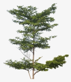 Pohon Ketapang Kencana Png, Transparent Png, Transparent PNG