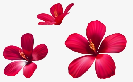 Flower Petals Png, Transparent Png, Transparent PNG