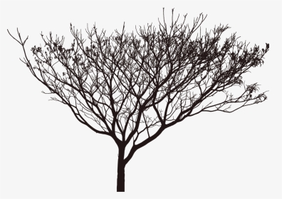 Tree Shadow Png - Black Shadow Tree Png, Transparent Png, Transparent PNG
