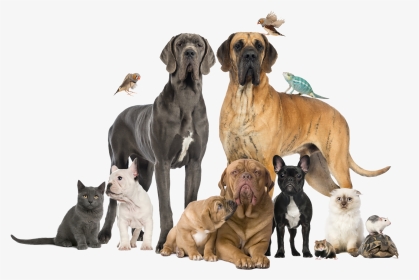 Group Of Pets - Vet Clinic Animals, HD Png Download, Transparent PNG