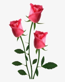 Transparent Background Pink Roses Clipart - Beautiful Roses Hd Png, Png Download, Transparent PNG