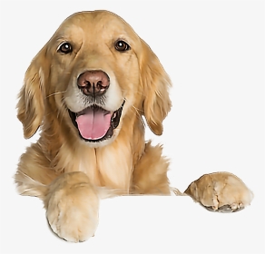 #dog #goldenretriever #funny #leaning #cute - Dog Of Luck Meme, HD Png Download, Transparent PNG