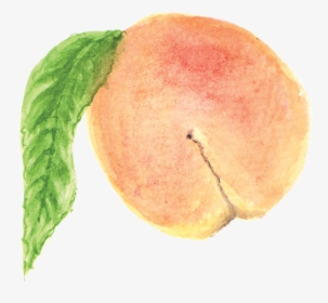 File - 桃子peach - Watercolor Painting, HD Png Download, Transparent PNG