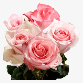 Pink Roses Birthday - Rose, HD Png Download, Transparent PNG
