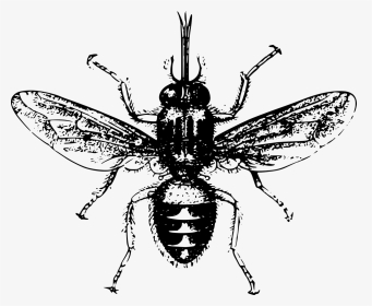 Queen Honey Bee Drawing, HD Png Download, Transparent PNG
