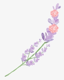 Mira & Graphic Watercolor & Swirls Example Image - English Lavender, HD Png Download, Transparent PNG
