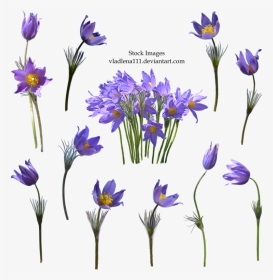 Spring Flower Transparent Background - Transparent Background Vintage Purple Flower Png, Png Download, Transparent PNG