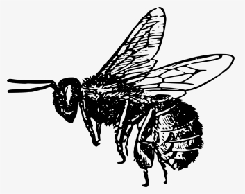 Realistic Bee Clip Art Black And White, HD Png Download, Transparent PNG