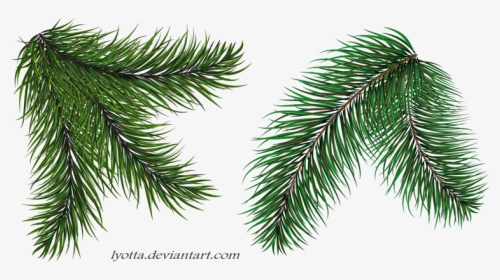 Thumb Image - Christmas Tree Branch Png, Transparent Png, Transparent PNG