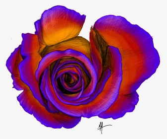 Masonillustration Rose Overhead Sketch - Hybrid Tea Rose, HD Png Download, Transparent PNG