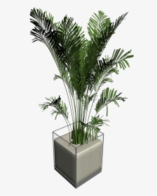 House Plant Png - Houseplant, Transparent Png, Transparent PNG