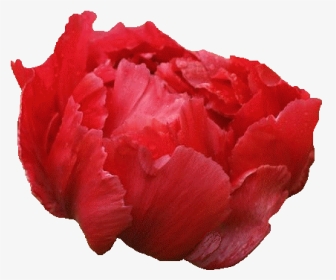 Common Peony, HD Png Download, Transparent PNG