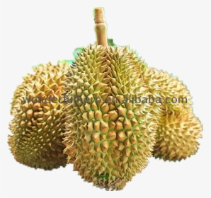 Hot Bán Nguyên Mít Hạt Giống Bột Dinh Dưỡng Sầu Riêng - Durian, HD Png Download, Transparent PNG