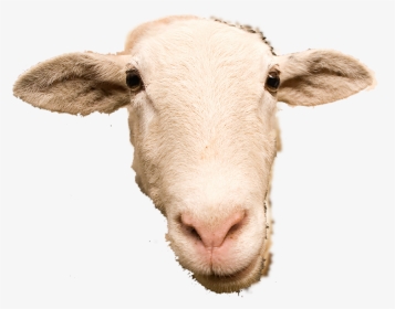 Thumb Image - Transparent Background Sheep Head Png, Png Download, Transparent PNG