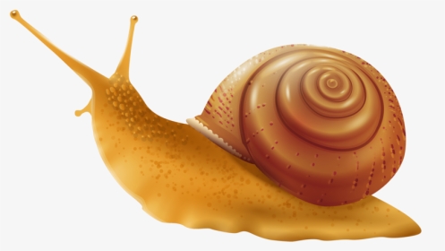 Snail - Transparent Background Snail Clipart, HD Png Download, Transparent PNG