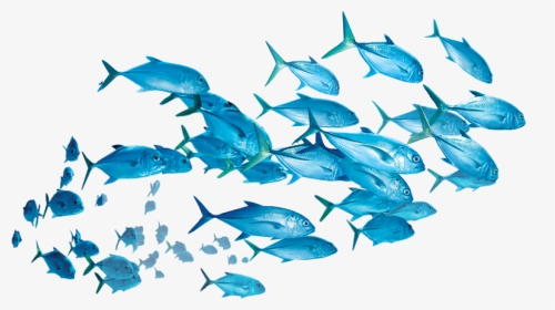 #fish - School Of Fish Transparent Background, HD Png Download, Transparent PNG