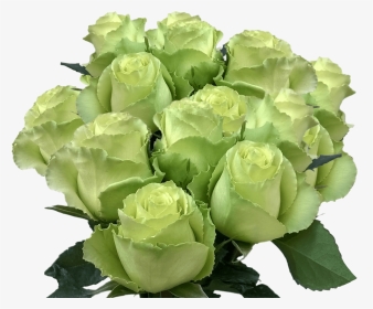 Long Stem Lime Green Roses Buy Fresh Roses Mint Green - Garden Roses, HD Png Download, Transparent PNG