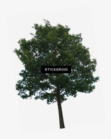 Trees Png No Background , Png Download - Tree With Transparency, Transparent Png, Transparent PNG