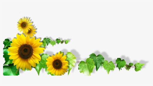 Hình vẽ hoa hướng dương: Hoa hướng dương là biểu tượng của sự lạc quan và hy vọng. Hãy khám phá khoảnh khắc tuyệt vời với bức tranh hoa hướng dương đầy màu sắc. Hình vẽ hoa hướng dương sẽ giúp bạn cảm nhận được sức sống và năng lượng tích cực mà nó mang lại.