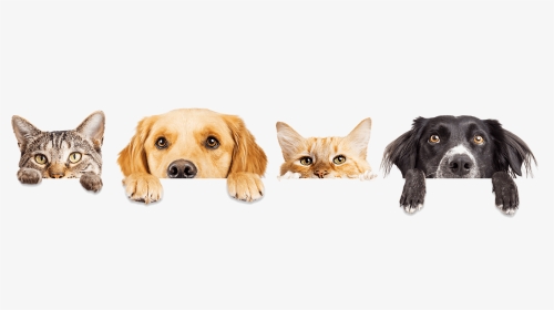Dogs And Cats, HD Png Download, Transparent PNG