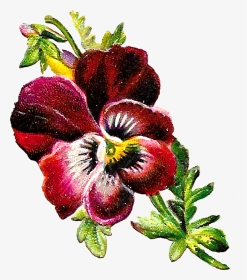 Pansy Botanical Illustration, HD Png Download, Transparent PNG