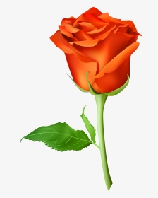Rose Orange Transparent Png - Orange Rose Clipart, Png Download, Transparent PNG