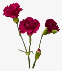 Purple Spray Carnations Cheap - Garden Roses, HD Png Download, Transparent PNG