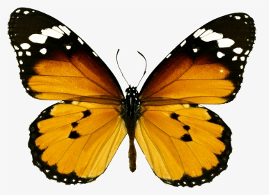 Orange Tiger Butterfly Png , Png Download - Butterfly Wings Png, Transparent Png, Transparent PNG