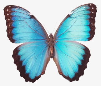 Butterfly Pictures To Colour, HD Png Download, Transparent PNG